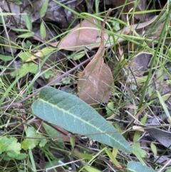 Hardenbergia violacea at Jerrawangala, NSW - 20 May 2023