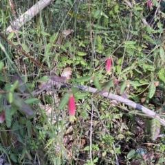 Correa reflexa var. speciosa at Jerrawangala National Park - 20 May 2023 by Tapirlord