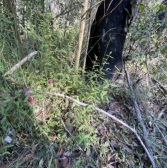 Correa reflexa var. speciosa at Jerrawangala, NSW - 20 May 2023 10:44 AM