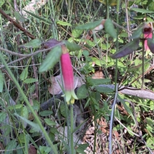 Correa reflexa var. speciosa at Jerrawangala, NSW - 20 May 2023