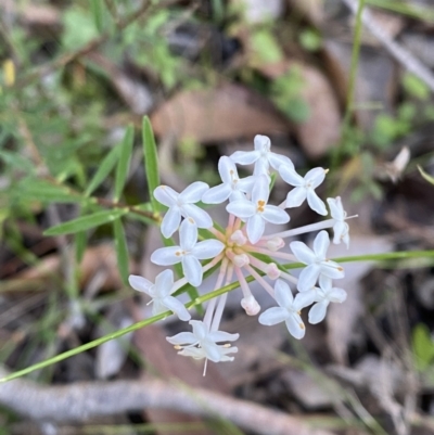 Pimelea linifolia subsp. linifolia (Queen of the Bush, Slender Rice-flower) at Jerrawangala National Park - 20 May 2023 by Tapirlord