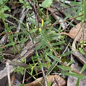 Pimelea linifolia subsp. linifolia at Jerrawangala, NSW - 20 May 2023