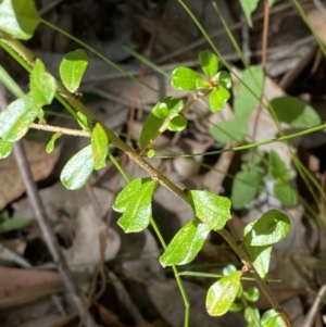 Phyllanthus hirtellus at Jerrawangala, NSW - 20 May 2023