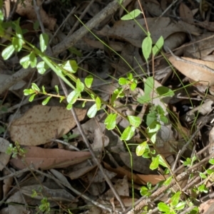 Phyllanthus hirtellus at Jerrawangala, NSW - 20 May 2023 10:41 AM