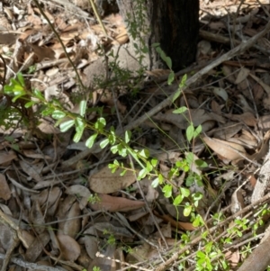 Phyllanthus hirtellus at Jerrawangala, NSW - 20 May 2023