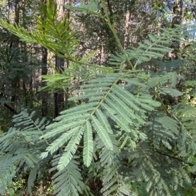 Acacia irrorata subsp. irrorata (Green Wattle) at Jerrawangala, NSW - 20 May 2023 by Tapirlord