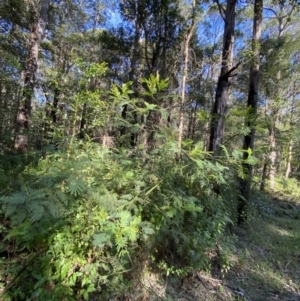 Acacia irrorata subsp. irrorata at Jerrawangala, NSW - 20 May 2023