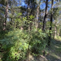 Acacia irrorata subsp. irrorata at Jerrawangala, NSW - 20 May 2023
