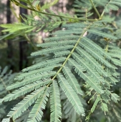 Acacia irrorata subsp. irrorata at Jerrawangala, NSW - 20 May 2023