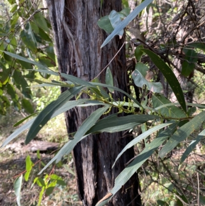 Acacia longifolia subsp. longifolia (Sydney Golden Wattle) at Jerrawangala, NSW - 20 May 2023 by Tapirlord