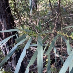 Acacia longifolia subsp. longifolia at Jerrawangala, NSW - 20 May 2023