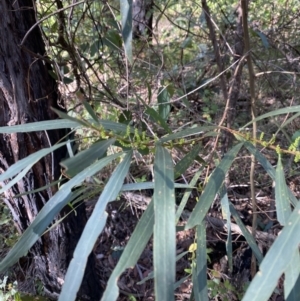 Acacia longifolia subsp. longifolia at Jerrawangala, NSW - 20 May 2023