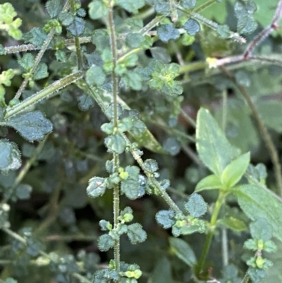 Unidentified Other Shrub at Jerrawangala, NSW - 20 May 2023 by Tapirlord