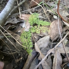 Lindsaea microphylla (Lacy Wedge-fern) at Jerrawangala, NSW - 20 May 2023 by Tapirlord