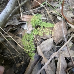 Lindsaea microphylla (Lacy Wedge-fern) at Jerrawangala, NSW - 20 May 2023 by Tapirlord