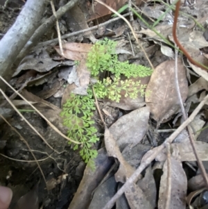 Lindsaea microphylla at Jerrawangala, NSW - 20 May 2023