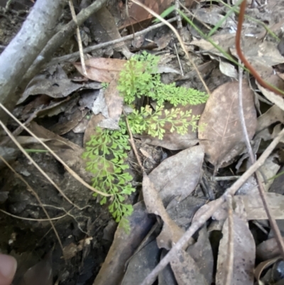 Lindsaea microphylla (Lacy Wedge-fern) at Jerrawangala, NSW - 20 May 2023 by Tapirlord