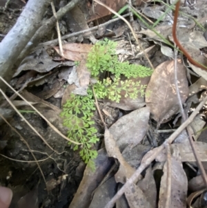 Lindsaea microphylla at Jerrawangala, NSW - 20 May 2023