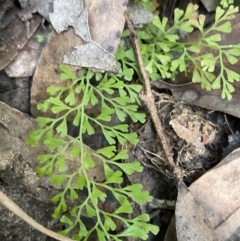 Lindsaea microphylla at Jerrawangala, NSW - 20 May 2023