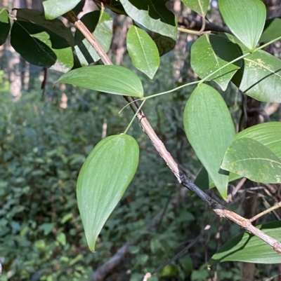 Eustrephus latifolius (Wombat Berry) at Jerrawangala National Park - 20 May 2023 by Tapirlord