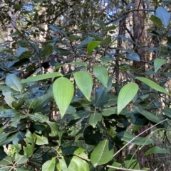 Eustrephus latifolius at Jerrawangala, NSW - 20 May 2023