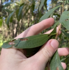 Acacia binervata (Two-veined Hickory) at Jerrawangala National Park - 20 May 2023 by Tapirlord