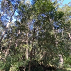 Acacia binervata at Jerrawangala, NSW - 20 May 2023 10:29 AM