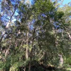 Acacia binervata at Jerrawangala, NSW - 20 May 2023 10:29 AM