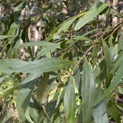 Acacia binervata at Jerrawangala, NSW - 20 May 2023