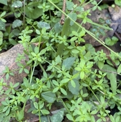 Galium leiocarpum (Maori Bedstraw) at Jerrawangala National Park - 20 May 2023 by Tapirlord