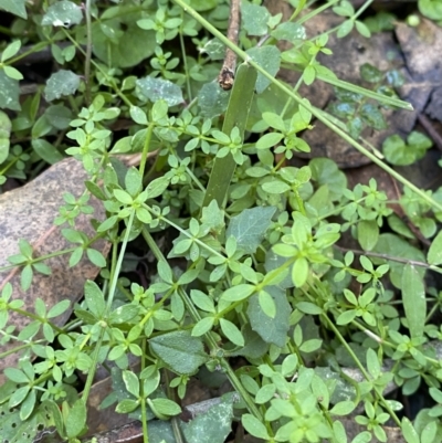 Galium leiocarpum (Maori Bedstraw) at Jerrawangala National Park - 20 May 2023 by Tapirlord