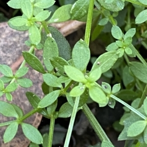 Galium leiocarpum at Jerrawangala, NSW - 20 May 2023