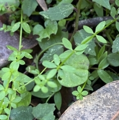 Galium leiocarpum at Jerrawangala, NSW - 20 May 2023