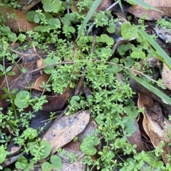 Galium leiocarpum at Jerrawangala, NSW - 20 May 2023