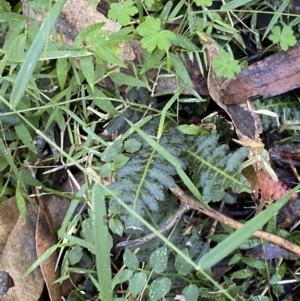 Blechnum neohollandicum at Jerrawangala, NSW - 20 May 2023 10:26 AM