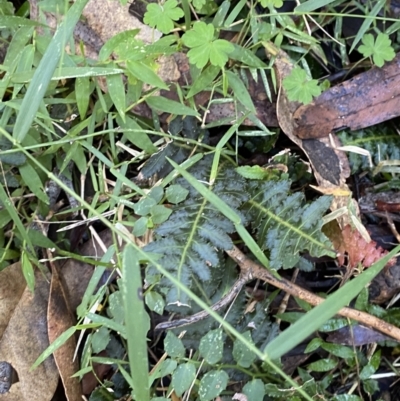 Blechnum neohollandicum (Prickly Rasp Fern) at Jerrawangala National Park - 20 May 2023 by Tapirlord
