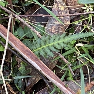 Blechnum neohollandicum at Jerrawangala, NSW - 20 May 2023 10:26 AM