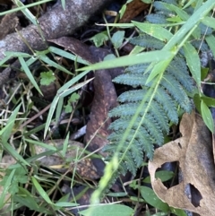 Blechnum neohollandicum at Jerrawangala, NSW - 20 May 2023 10:26 AM