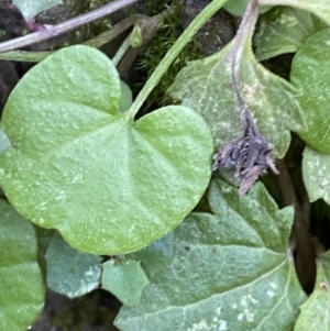 Dichondra repens at Jerrawangala, NSW - 20 May 2023