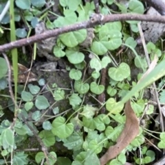 Dichondra repens at Jerrawangala, NSW - 20 May 2023