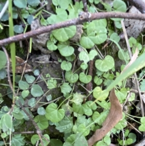 Dichondra repens at Jerrawangala, NSW - 20 May 2023