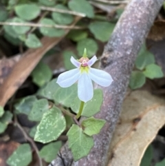 Lobelia purpurascens (White Root) at Jerrawangala, NSW - 20 May 2023 by Tapirlord