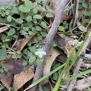 Lobelia purpurascens at Jerrawangala, NSW - 20 May 2023