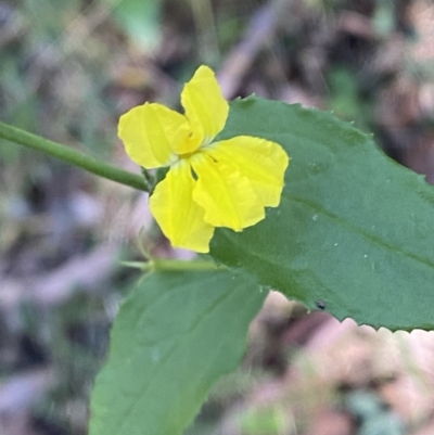 Goodenia ovata (Hop Goodenia) at Jerrawangala National Park - 20 May 2023 by Tapirlord