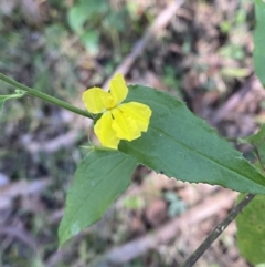 Goodenia ovata at Jerrawangala, NSW - 20 May 2023