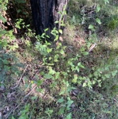 Goodenia ovata at Jerrawangala, NSW - 20 May 2023 10:16 AM
