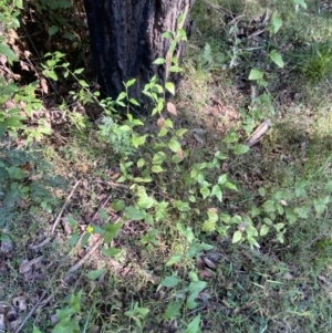 Goodenia ovata at Jerrawangala, NSW - 20 May 2023 10:16 AM