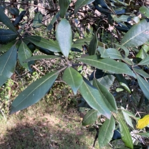 Syncarpia glomulifera subsp. glomulifera at Jerrawangala, NSW - 20 May 2023