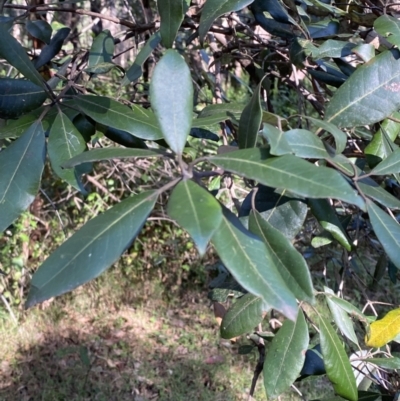 Syncarpia glomulifera subsp. glomulifera (Turpentine) at Jerrawangala National Park - 20 May 2023 by Tapirlord