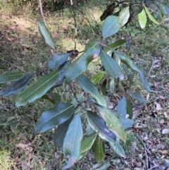 Syncarpia glomulifera subsp. glomulifera at Jerrawangala, NSW - 20 May 2023